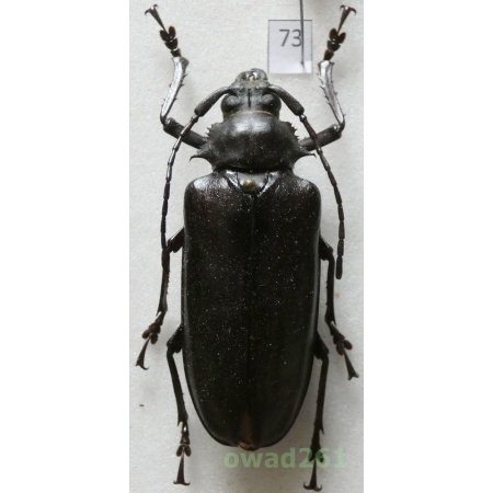 Rhaphipodus bonni Nonfried, 1894 56mm Indonesia, Java73